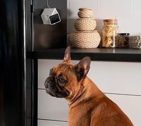 Камера видеонаблюдения за домашними животными Petcube Cam CC10US недорого