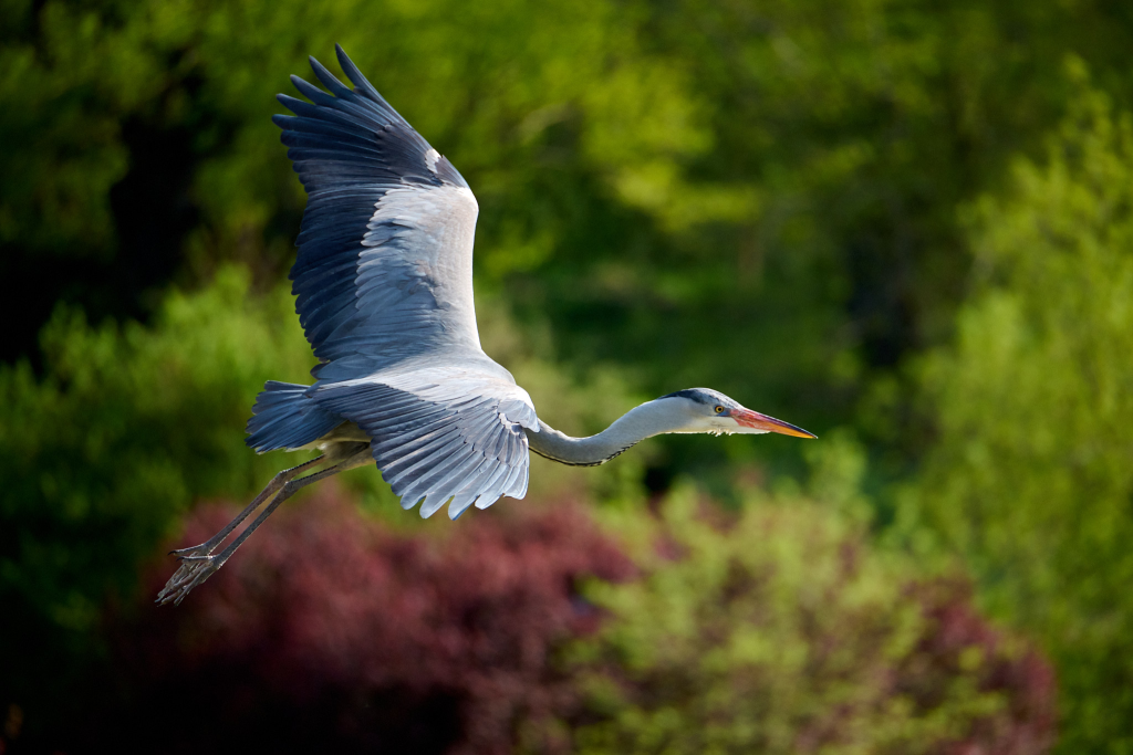 Nikon-Z-28-400mm_Sample-Images_Grey-Heron_ZOO-Prague_010_LVP9361.png Nikon-Z-28-400mm_Sample-Images_Grey-Heron_ZOO-Prague_010_LVP9361.png