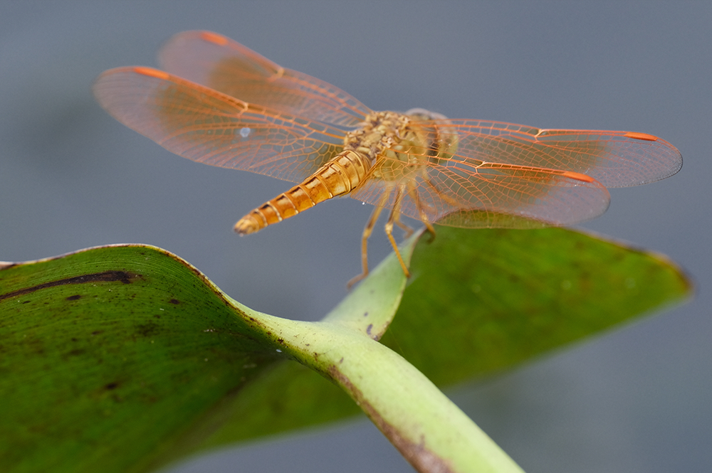 xf70-300mm_img13.png