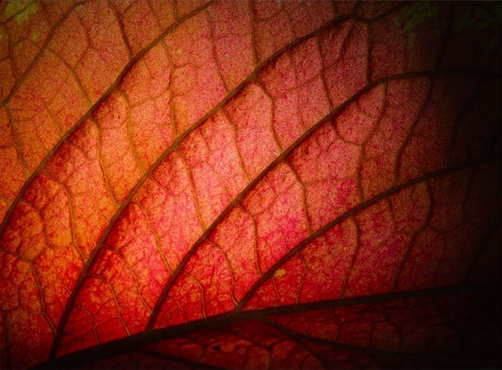 xf30mmf28-r-lm-wr-macro_img01_zxcv.jpg
